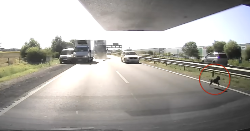 Egy kutya váratlanul tömegkarambolt idézett elő az autópályán. Az eset sokkolta a közlekedőket, akik nem számítottak ilyen különös fordulatra az úton.