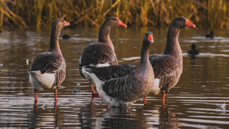Az égen sorban repkednek, mint egy titkos zenekar, ismerős dallamuk betölti a levegőt – vajon ki lehet ez a csapat?