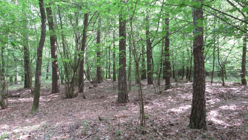 Szombathelyen egy igazán különleges állat várja, hogy rátaláljanak! Az örökbefogadási lehetőség nem csupán egy új barátot jelent, hanem egy életre szóló kaland kezdetét is. Ha szereted az állatokat és egyedülálló élményekre vágysz, ne habozz, fedezd fel e