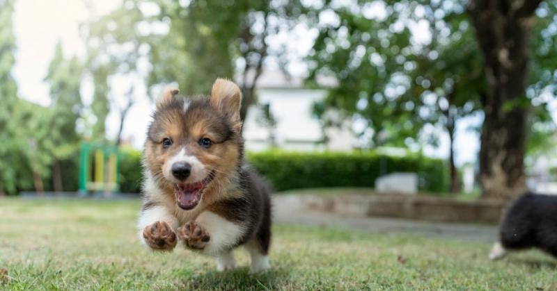 Íme öt aranyos és kicsi kutyafajta, amelyek tökéletes társak lehetnek, ha egy apró kedvencet keresel:

1. **Cavalier King Charles Spániel**: Ezek a bájos kutyák tele vannak szeretettel és játékossággal. Finom, hosszú szőrük és édes, kifejező tekintetük az