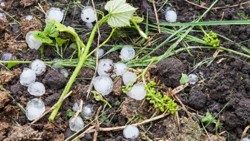 A jégvihar súlyos csapást mért a mezőgazdaságra: 40 ezer hektáron pusztított ebben a régióban - Agro Napló.