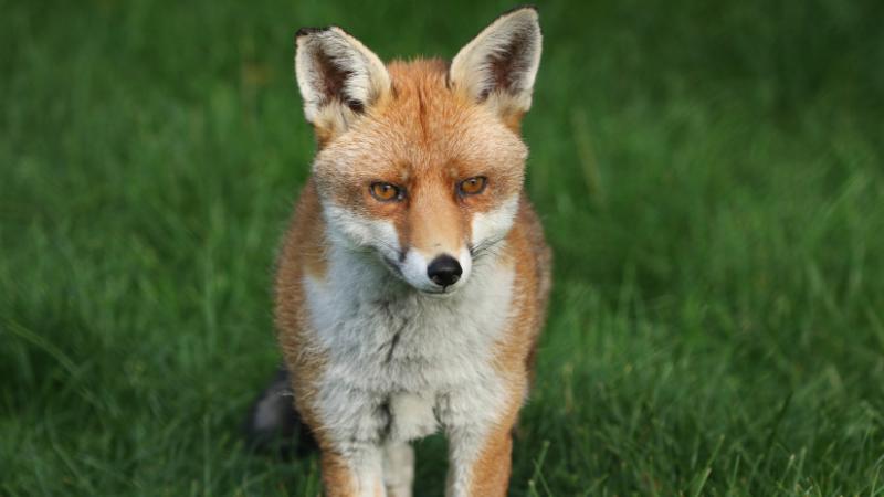 Rémisztő vírus terjed Európa területén: hatalmas pusztítást idézhet elő, ha nem sikerül megfékezni - Agrárszektor