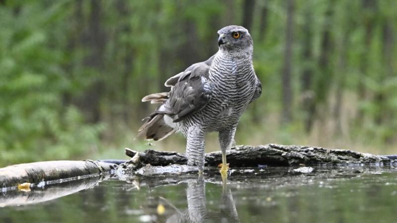 Fedezd fel a hazai erdők lenyűgöző világát, ahol egy különleges és merész ragadozó madár él! Ez a madár nemcsak hihetetlen ügyességével, hanem lenyűgöző szépségével is magára vonja a figyelmet. A National Geographic bemutatja ezt a titokzatos lényt, amely