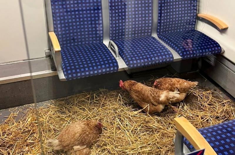 Németországban különös eset történt: a rendőröket vonatozó csirkék miatt riasztották.