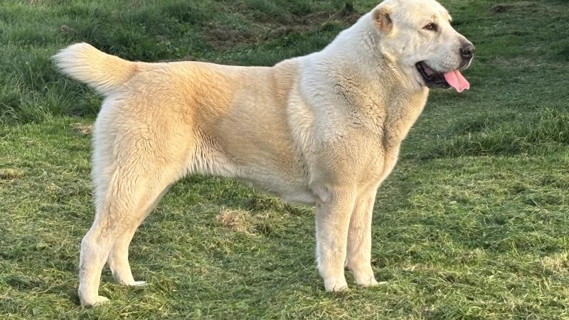 Három kutyafajtát betiltottak: nem lesz egyszerű pótolni a hiányukat.