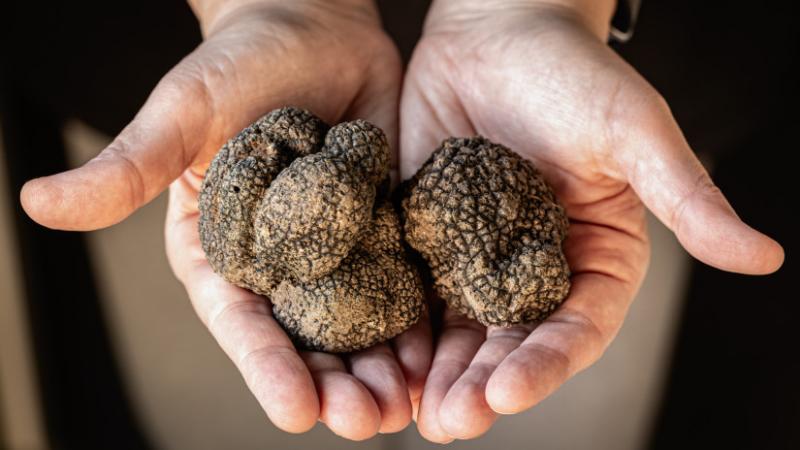 Az erdők mélyén valódi kincsek rejtőznek: hatalmas mennyiségben bányásszák őket - Agrárszektor