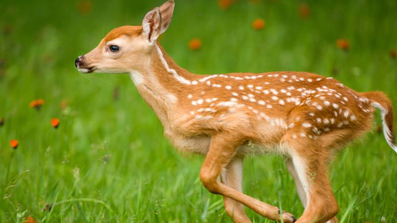 Rejtőznek a bájos cicák: egy őzgida hozta el az év legédesebb videóját - Pénzcentrum