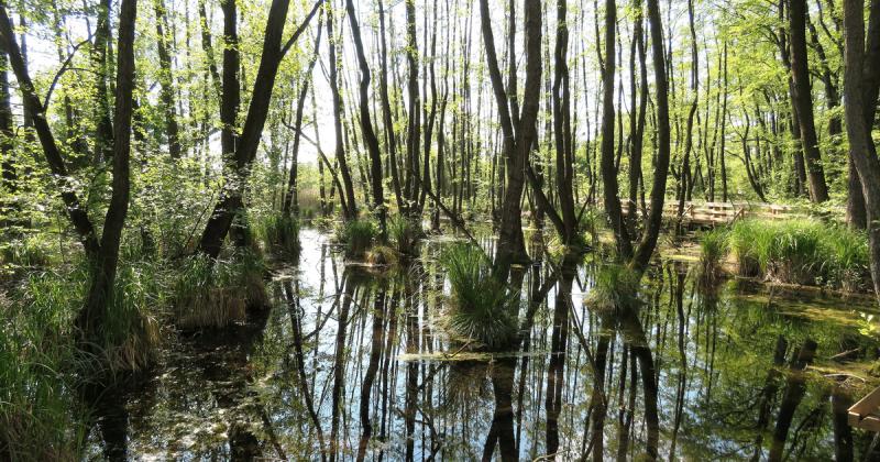 Képtelenség kiszabadulni ettől a fenyegető lénytől: a lakossági ellenállás komoly akadályt jelent a gyérítési intézkedések végrehajtásában.