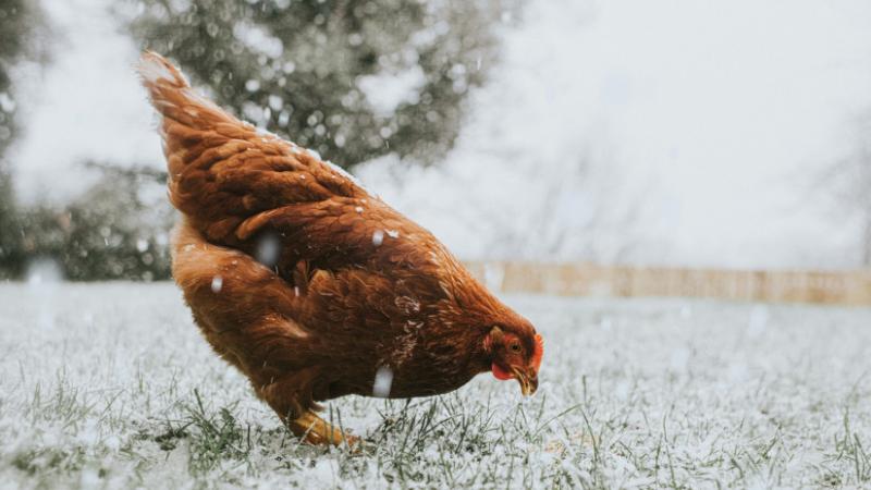 Régóta várt, zord időjárás köszönt be Magyarország területére: jelentős havazásra lehet számítani - Agrárszektor