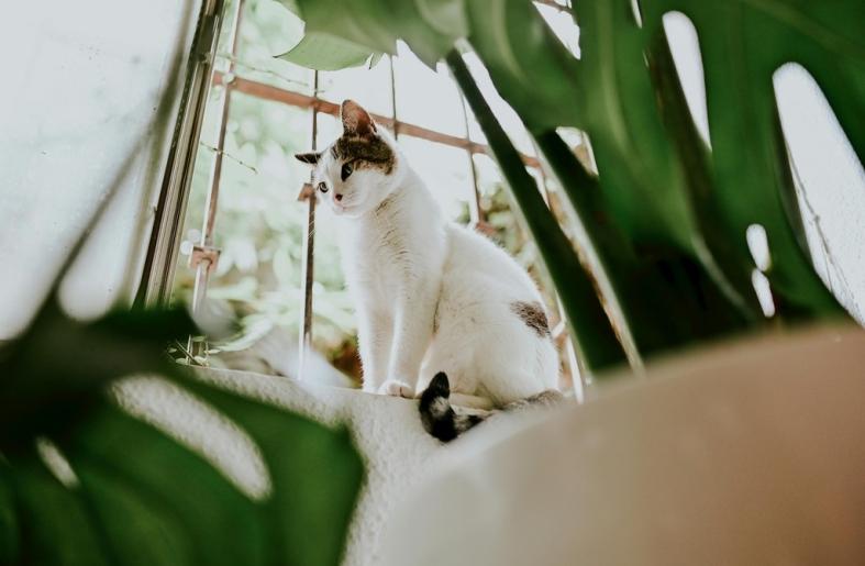 Íme néhány tipp, hogyan biztosíthatod, hogy a lakás hőmérséklete kellemes és komfortos legyen kedvenced számára:

1. **Megfelelő hőmérséklet beállítása**: Általánosan ajánlott, hogy a lakás hőmérséklete 20-22 °C között mozogjon, de figyelj arra, hogy az e